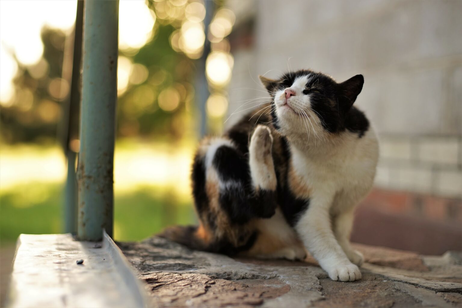 Meest Voorkomende Huidaandoeningen Bij De Kat Online Vet Training