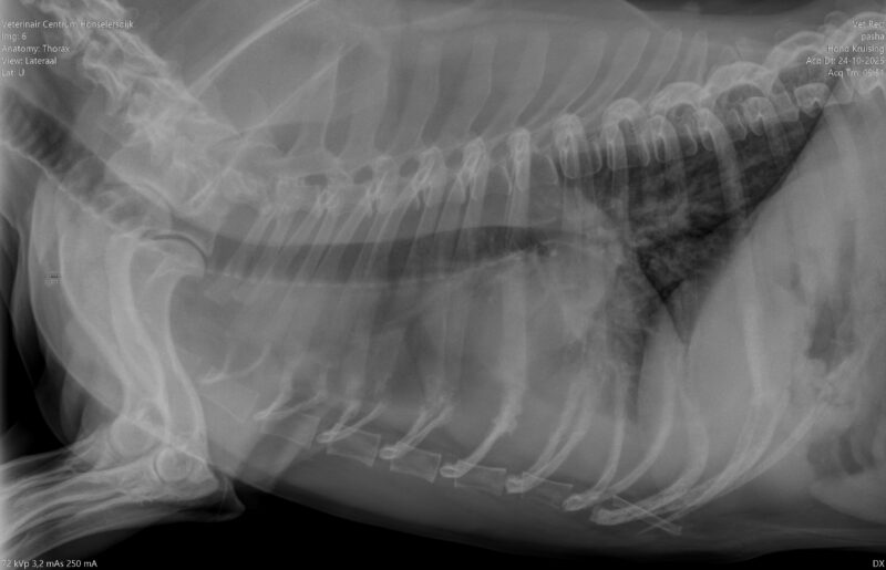 55bd42c6-9086-4bda-98ba-e9ca5669eae9_5_thorax_lateraal