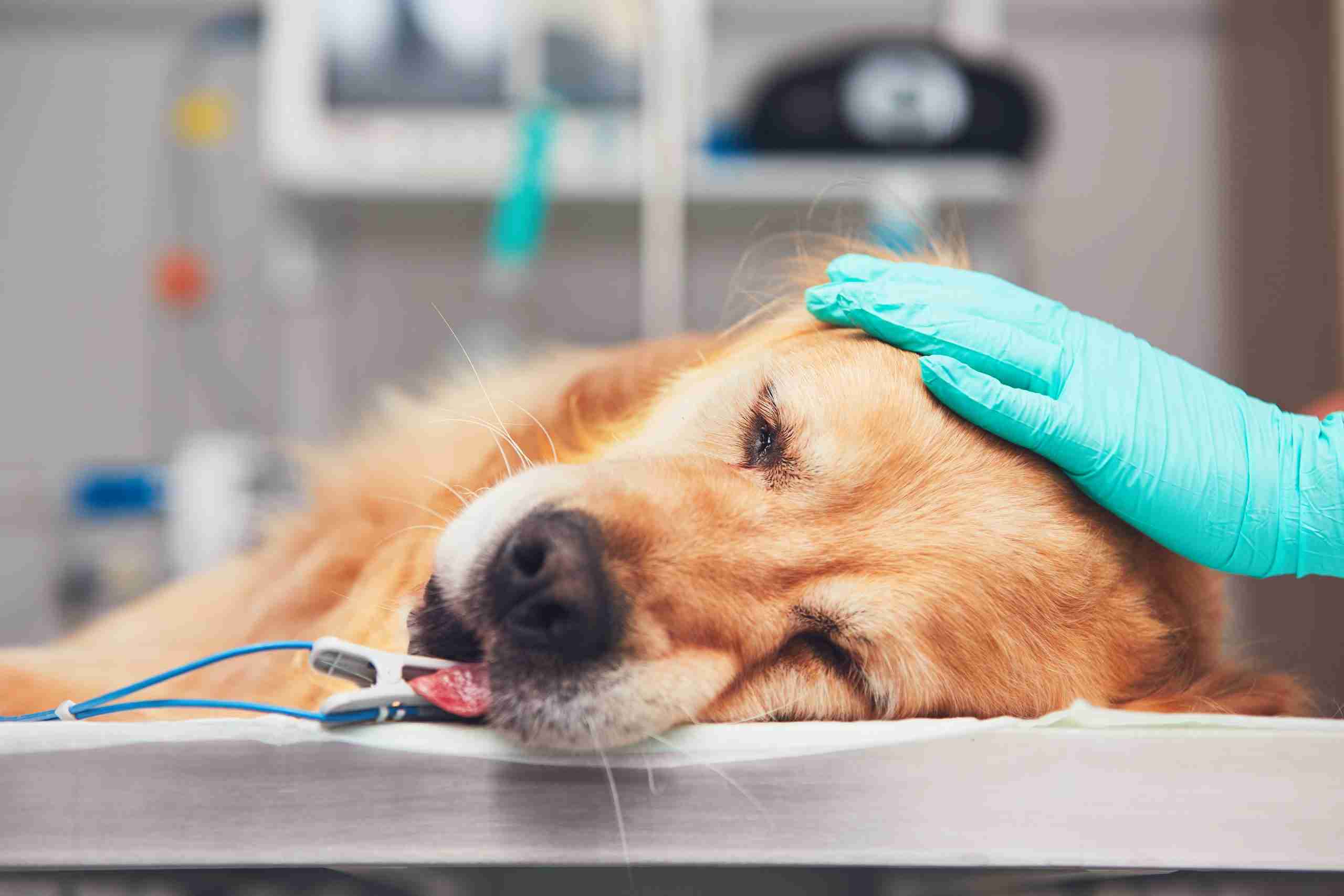 Module Spoed en Hospitalisatie – Leertraject Allround Dierenartsassistent