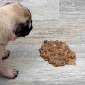 Essential Gastro-enterologie