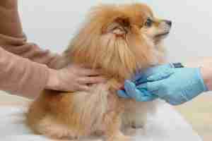 Doctor and a nurse take a blood test from a small dog. Vet clinic.