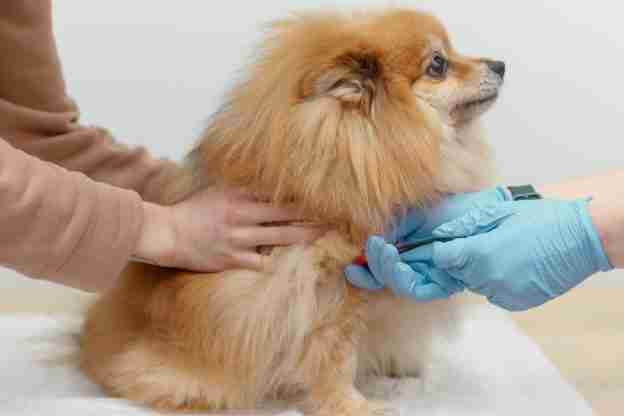 Doctor and a nurse take a blood test from a small dog. Vet clinic.