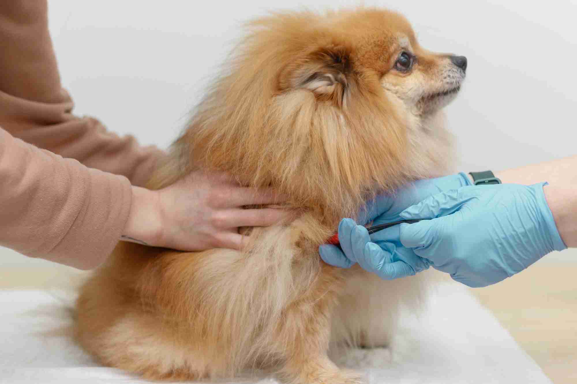 Module Klinische Pathologie – Leertraject Allround Dierenartsassistent