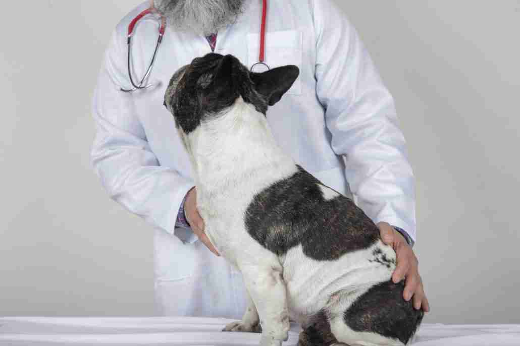 Veterinarian examining a dog on a white background
