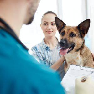 Visiting veterinarian
