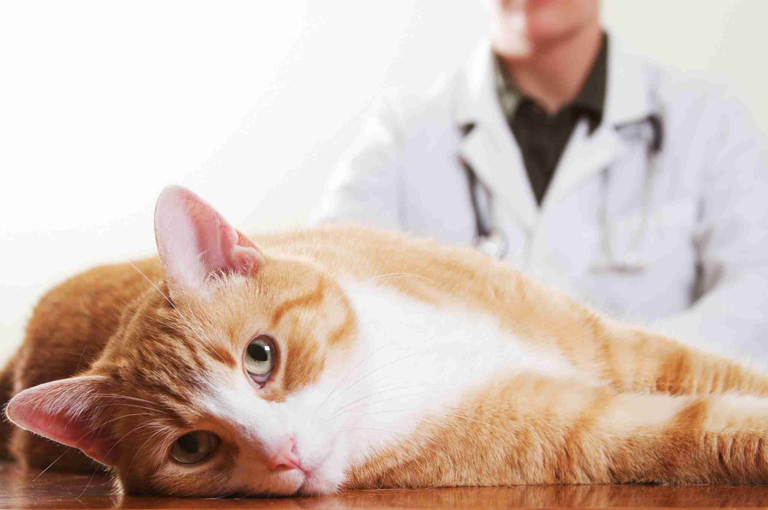 Lymfoma bij de kat