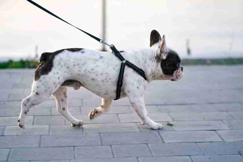 French bulldog walking on leash outdoors