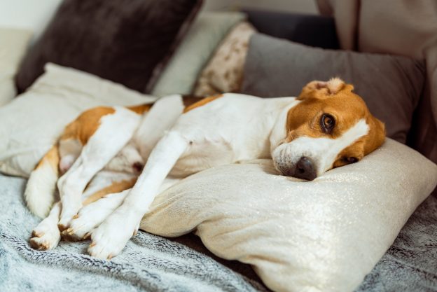 Adorable beagle dog sleeps on cushion indoors on a sofa