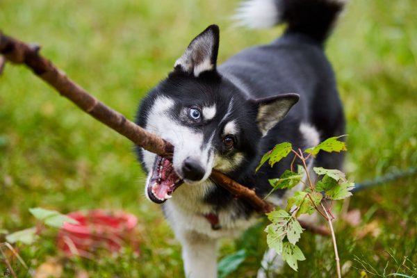Funny Siberian Husky dog holding stick playing in park, Husky with stick in mouth, dog training