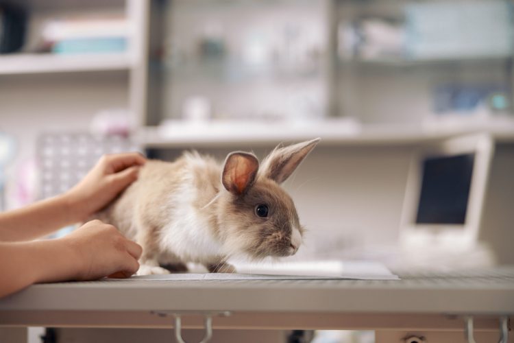 Woman strokes rabbit sitting on table in contemporary vet clinic closeup