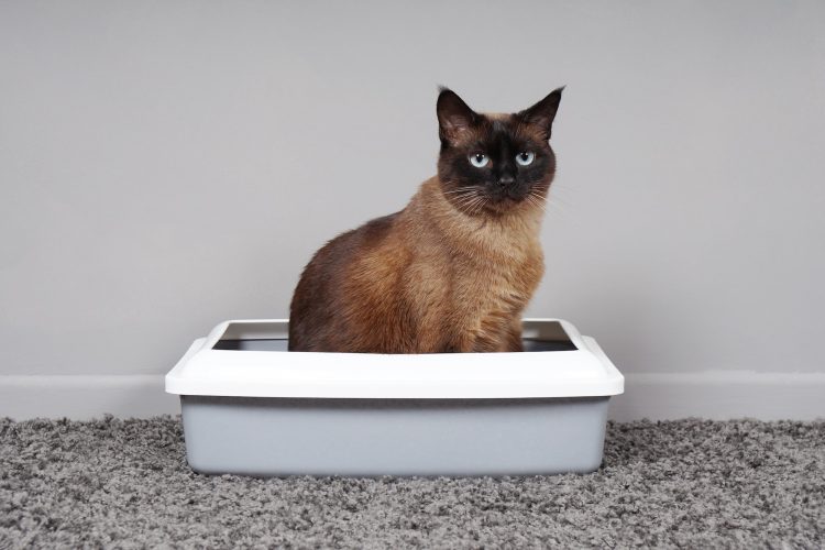 a house-trained cat sitting in kitty litter box looking funny