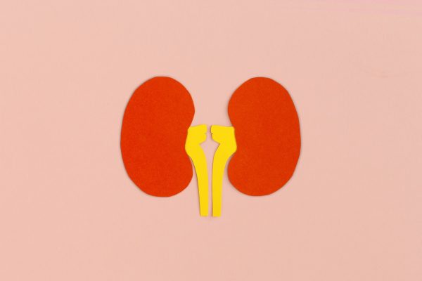 Paper kidneys on pink background