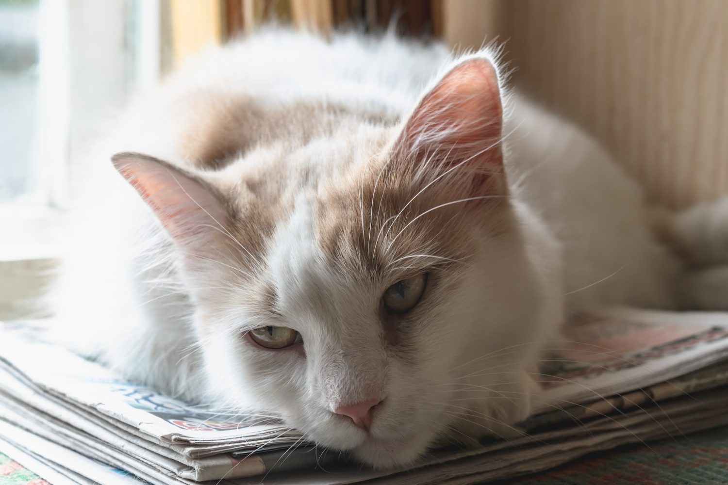 A long-haired white-red cat with sore eyes lies on newspapers on the windowsill.