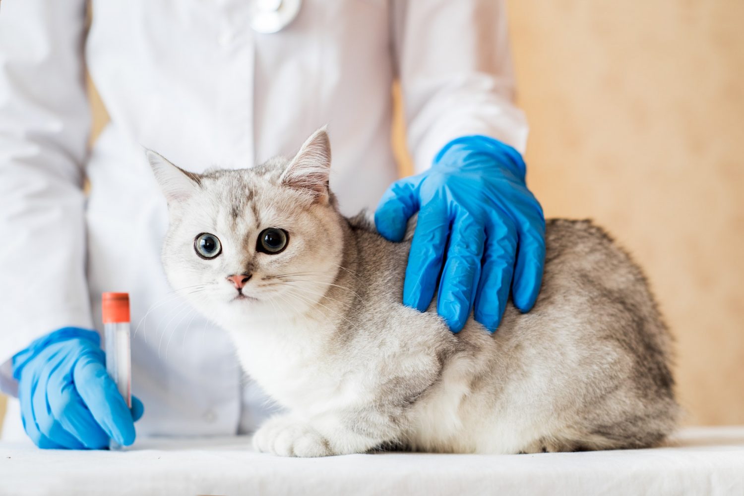 domestic pet cat for examination in a vet clinic, hands of a veterinarian.