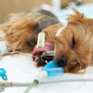 A dog on the operating table in a veterinary clinic