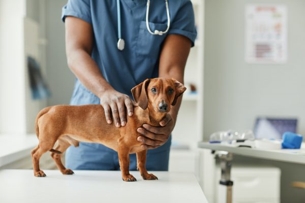 Hands of African-American male veterinarian touching dachshund