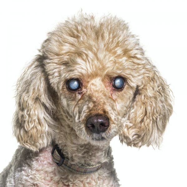 Head shot of an old and blindness poodle dog isolated on white