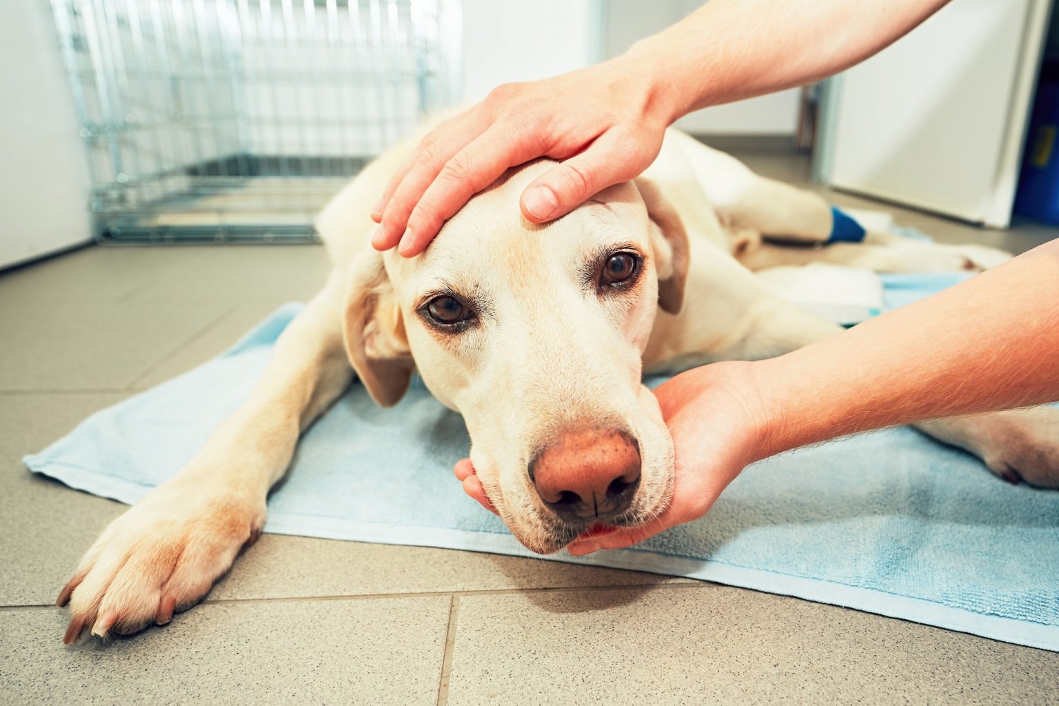 Cursus Overzicht Online Vet Training