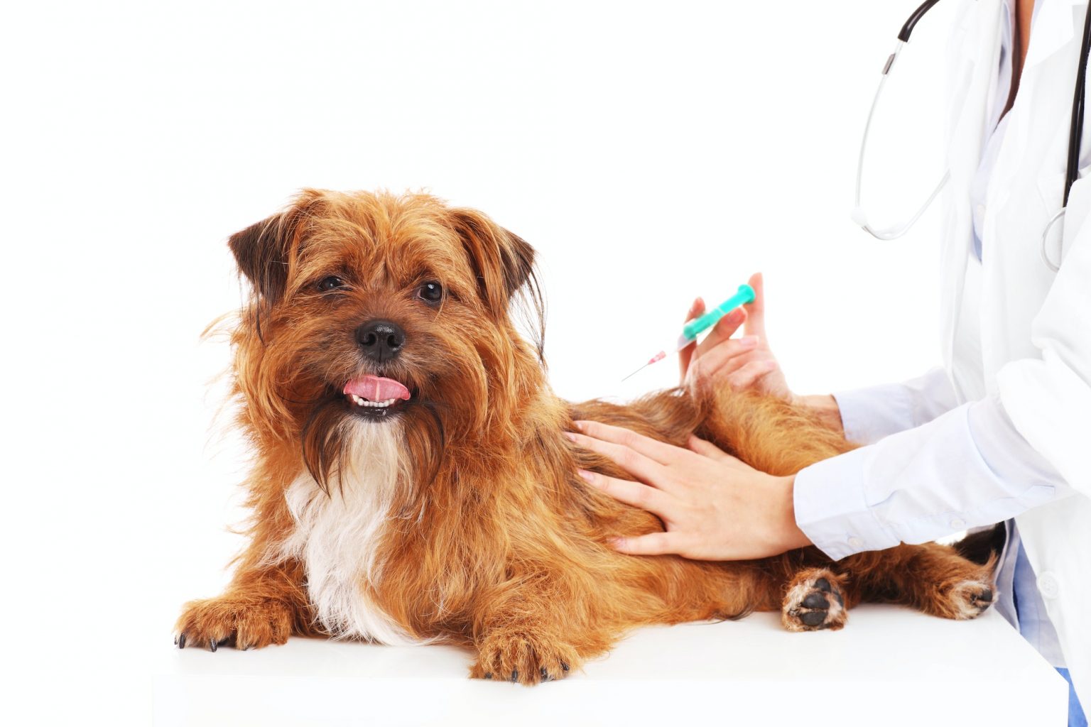 Cursus Overzicht Online Vet Training