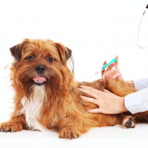 Vet dog and injection