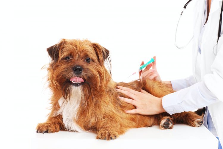 Vet dog and injection