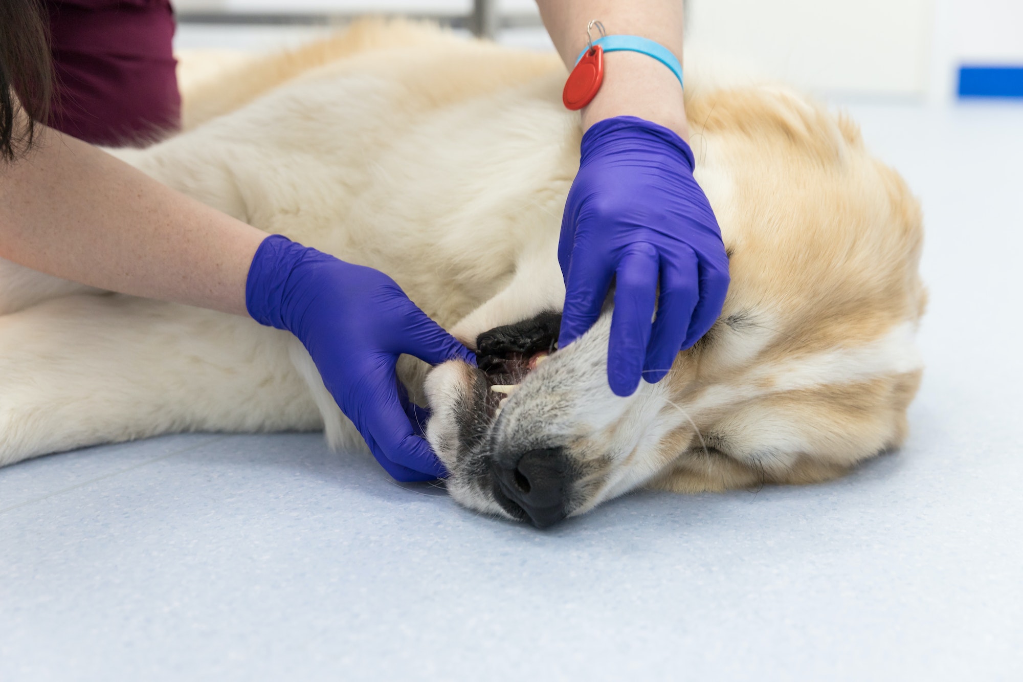 veterinarian checks teeth and gums of dog. Veterinarian doing oral inspection procedure.