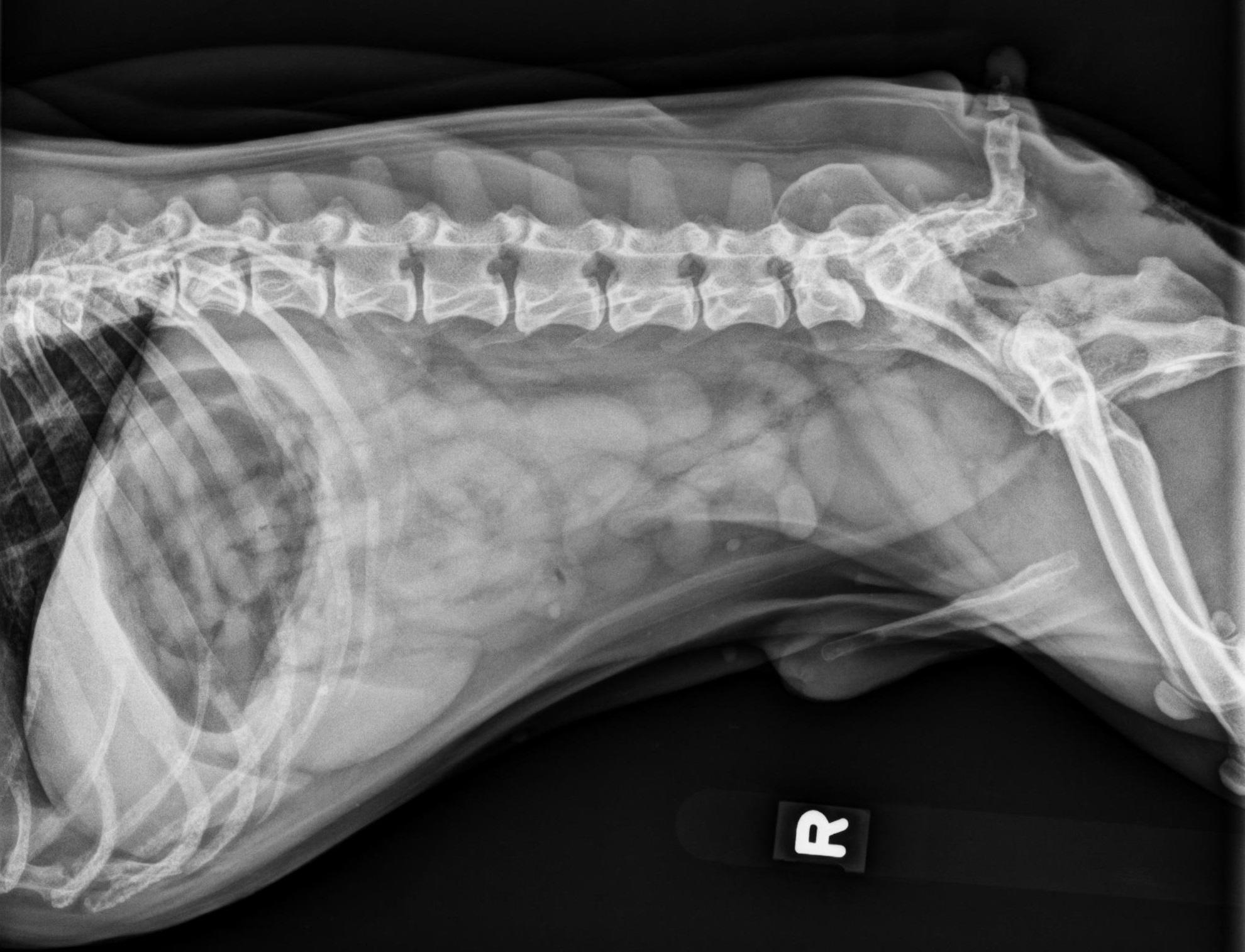 Abdomen en thorax radiografie: Praktische Interpretatie.
