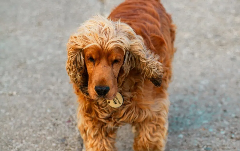 Multimodaal management van artrose bij de hond