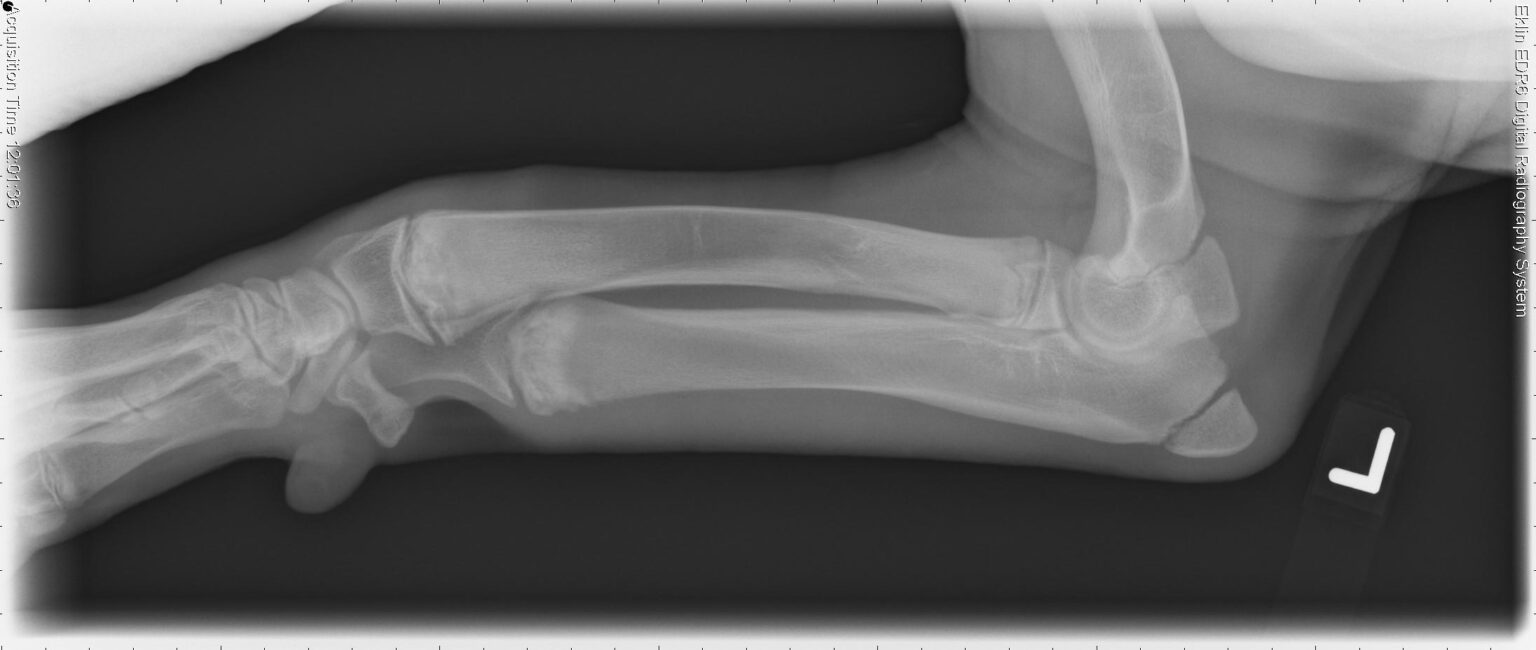 Home Online Vet Training