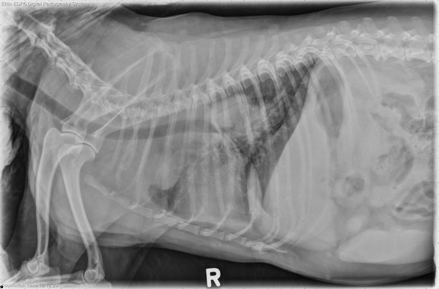Home Online Vet Training