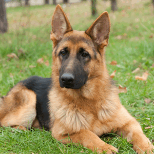 Hemangiosarcoma