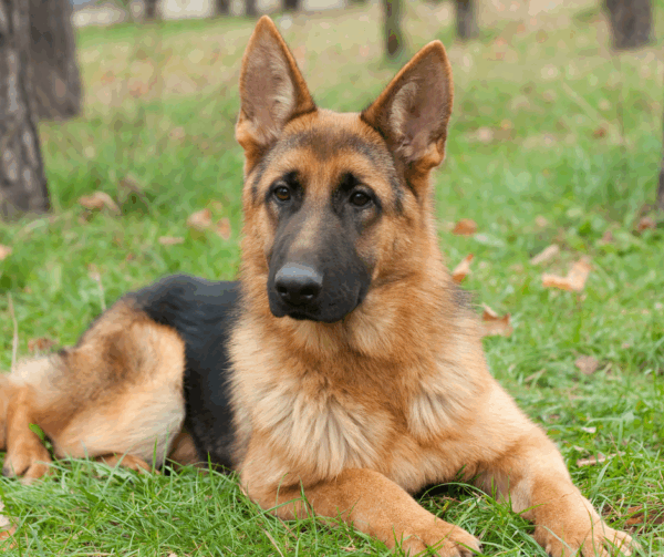 Hemangiosarcoma
