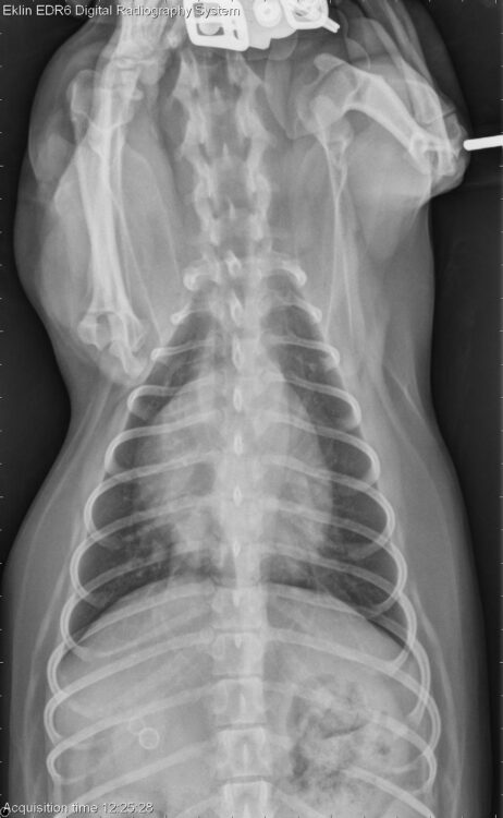 De Basis van Radiografie