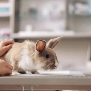 Essential Kleine Zoogdieren