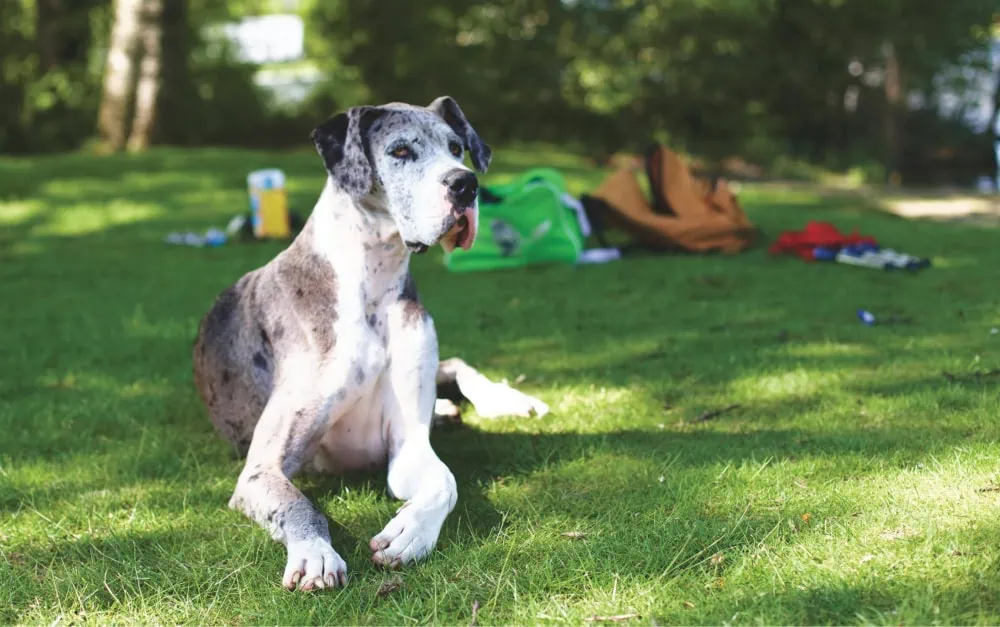 Osteosarcoma bij kat en hond