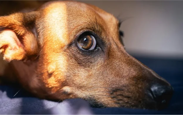 hond bij webinar over dierenmishandeling voor dierenartsen en paraveterinairen