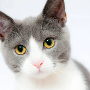 Diabetes mellitus bij de kat