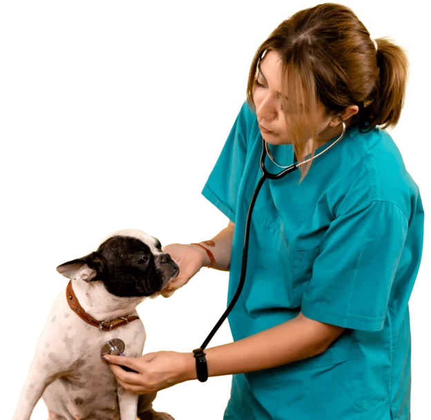 praktische nascholing paraveterinair