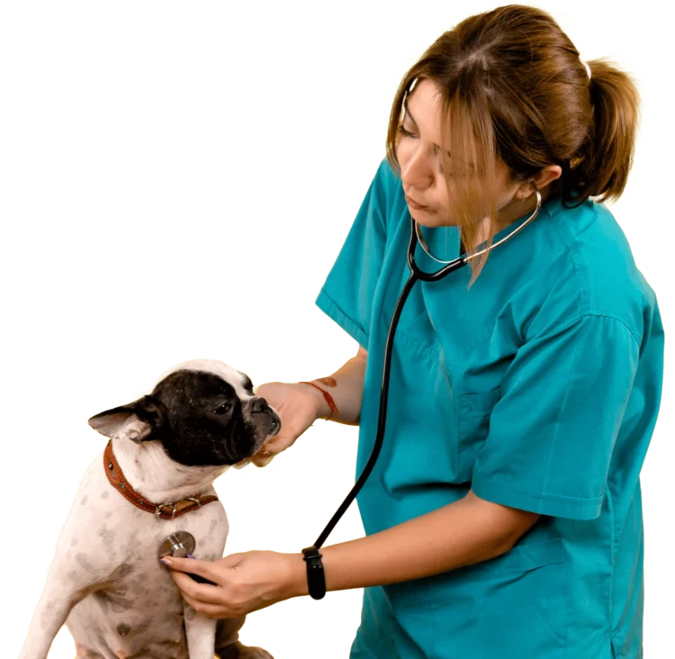 praktische nascholing paraveterinair