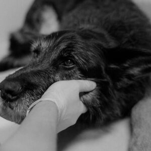 Chemotherapie bij dieren: lijdensweg of lichtpunt?