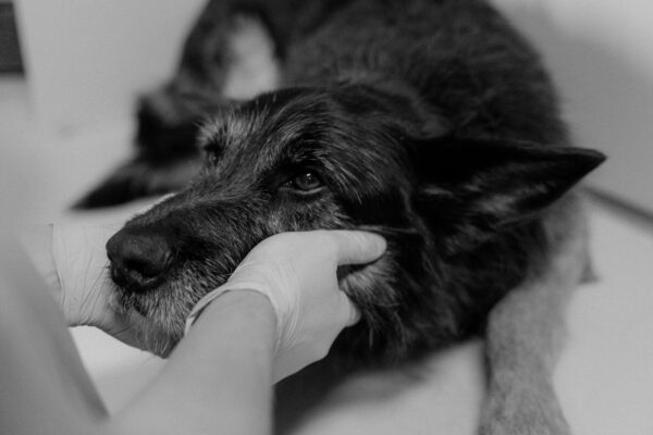 Chemotherapie bij dieren: lijdensweg of lichtpunt?