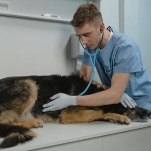 Kanker bij dieren: herkennen, behandelen en begeleiden