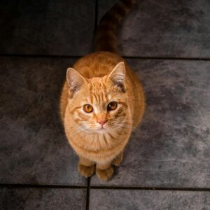 Triaditis bij de kat