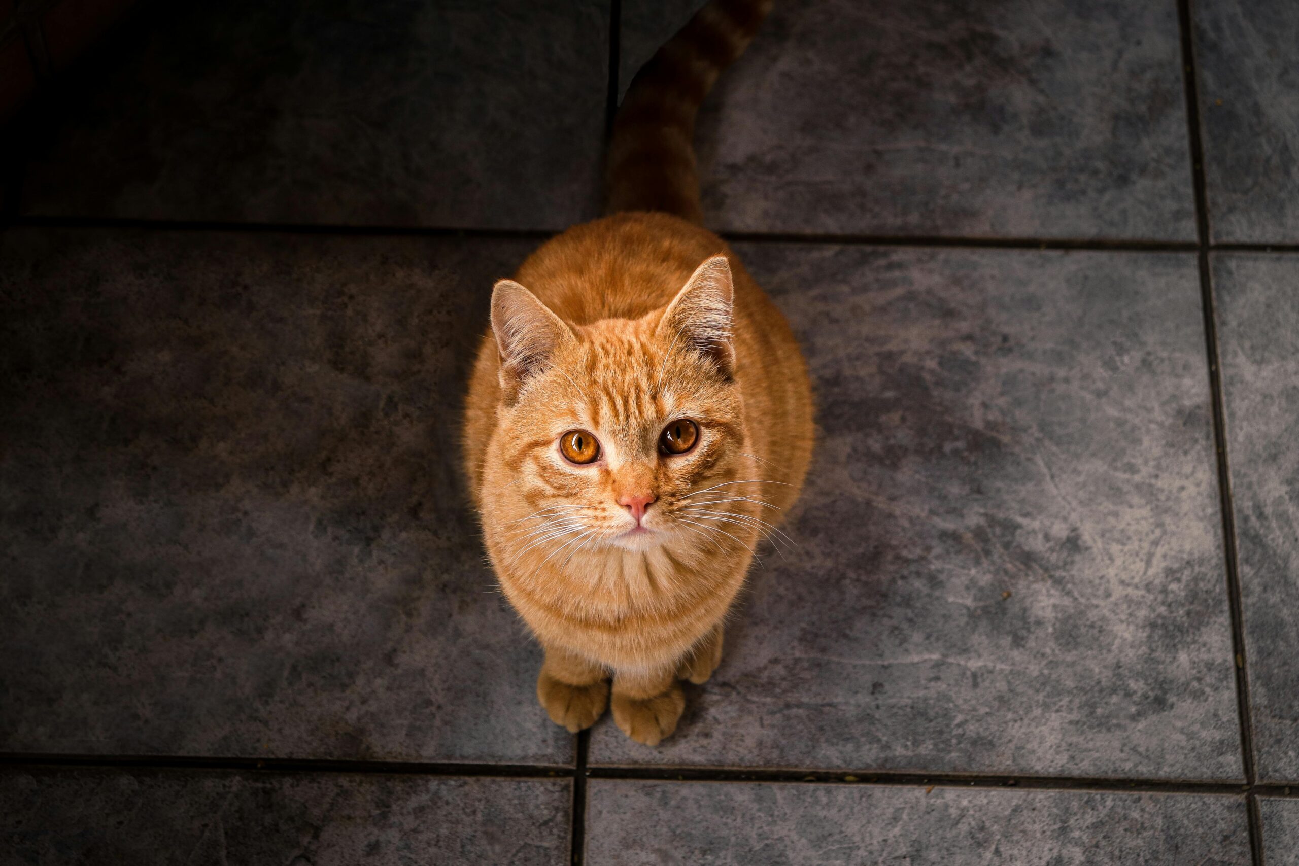 Triaditis bij de kat