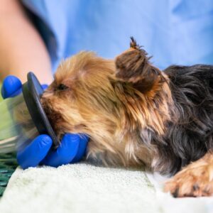 Veilig door de anesthesie – voor dierenartsassistent/paraveterinair