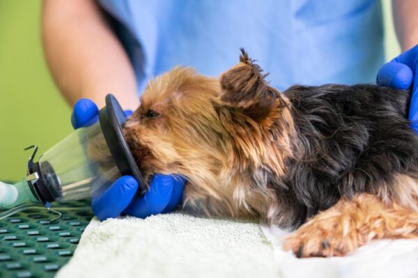 Veilig door de anesthesie – voor dierenartsassistent/paraveterinair