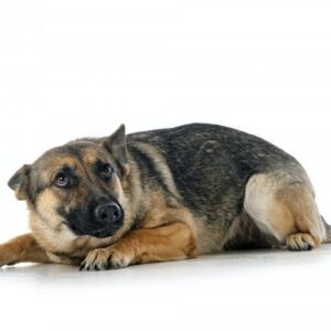 Als gedrag medicatie vraagt: praktische gids voor hond en kat