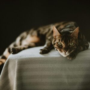 Arteriële trombo-embolie bij de kat