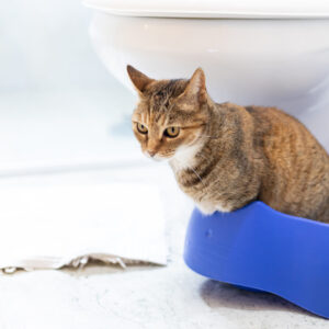 Onzindelijkheid bij katten: een gedragsmedisch perspectief