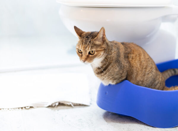 Onzindelijkheid bij katten: een gedragsmedisch perspectief